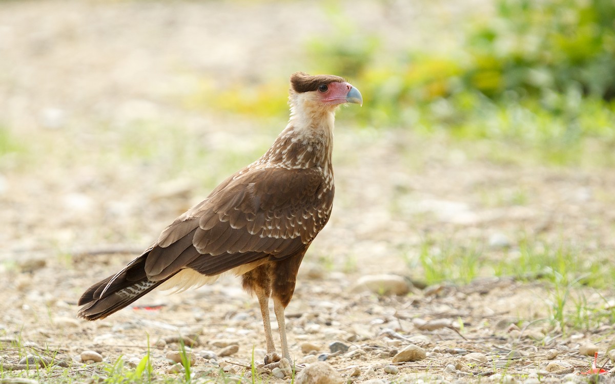 Crested Caracara (Northern) - ML639216141