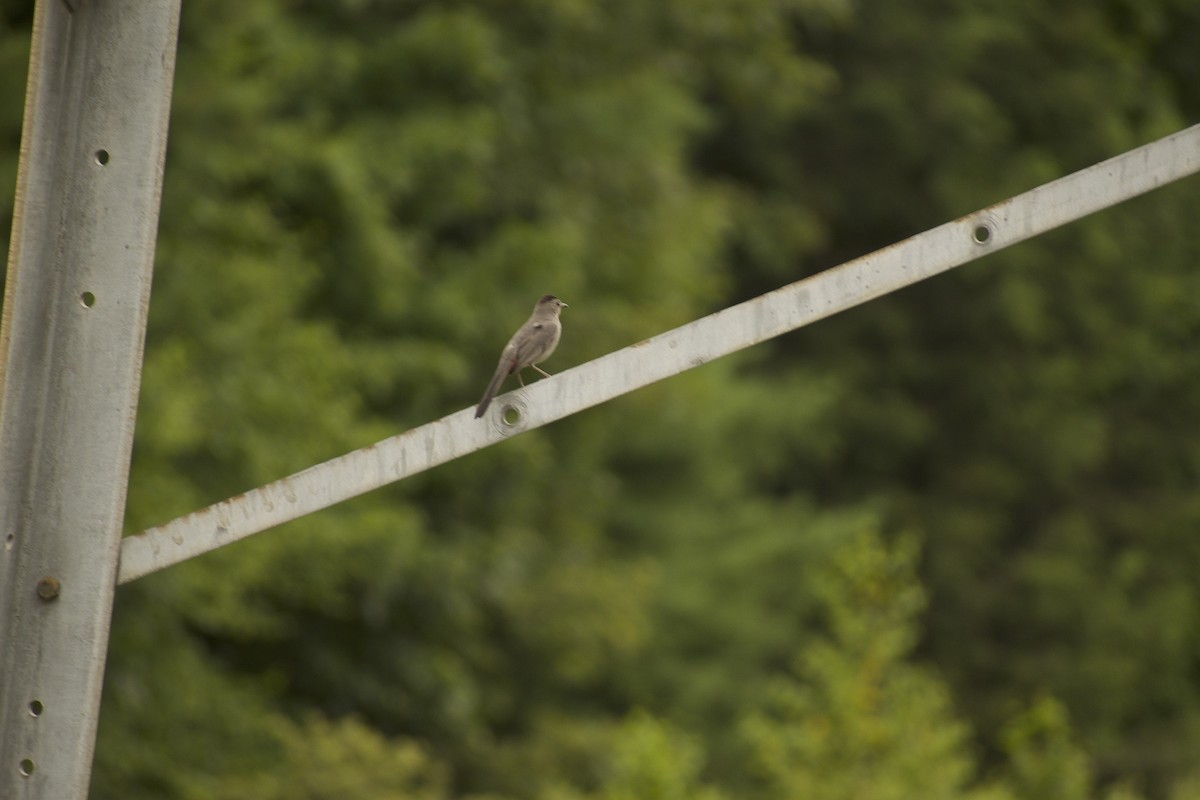 Gray Catbird - ML639216164