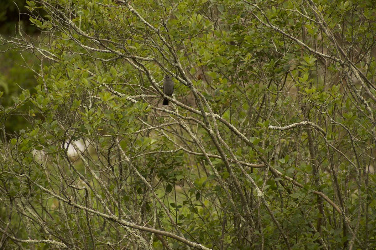 Gray Catbird - ML639216165