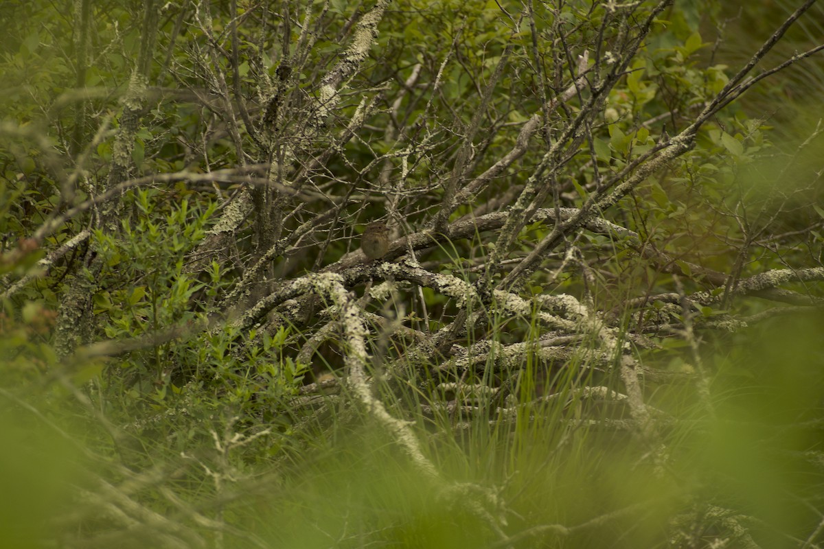 Swamp Sparrow - ML639216179