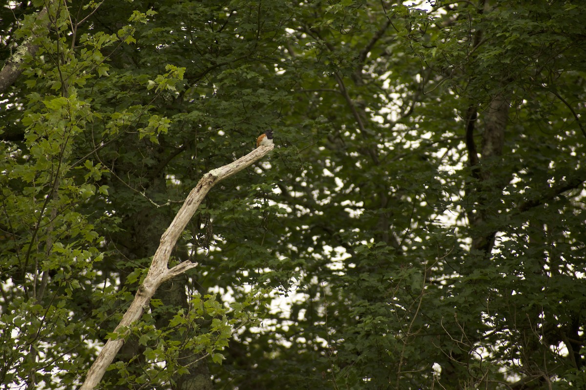 Eastern Towhee - ML639216186