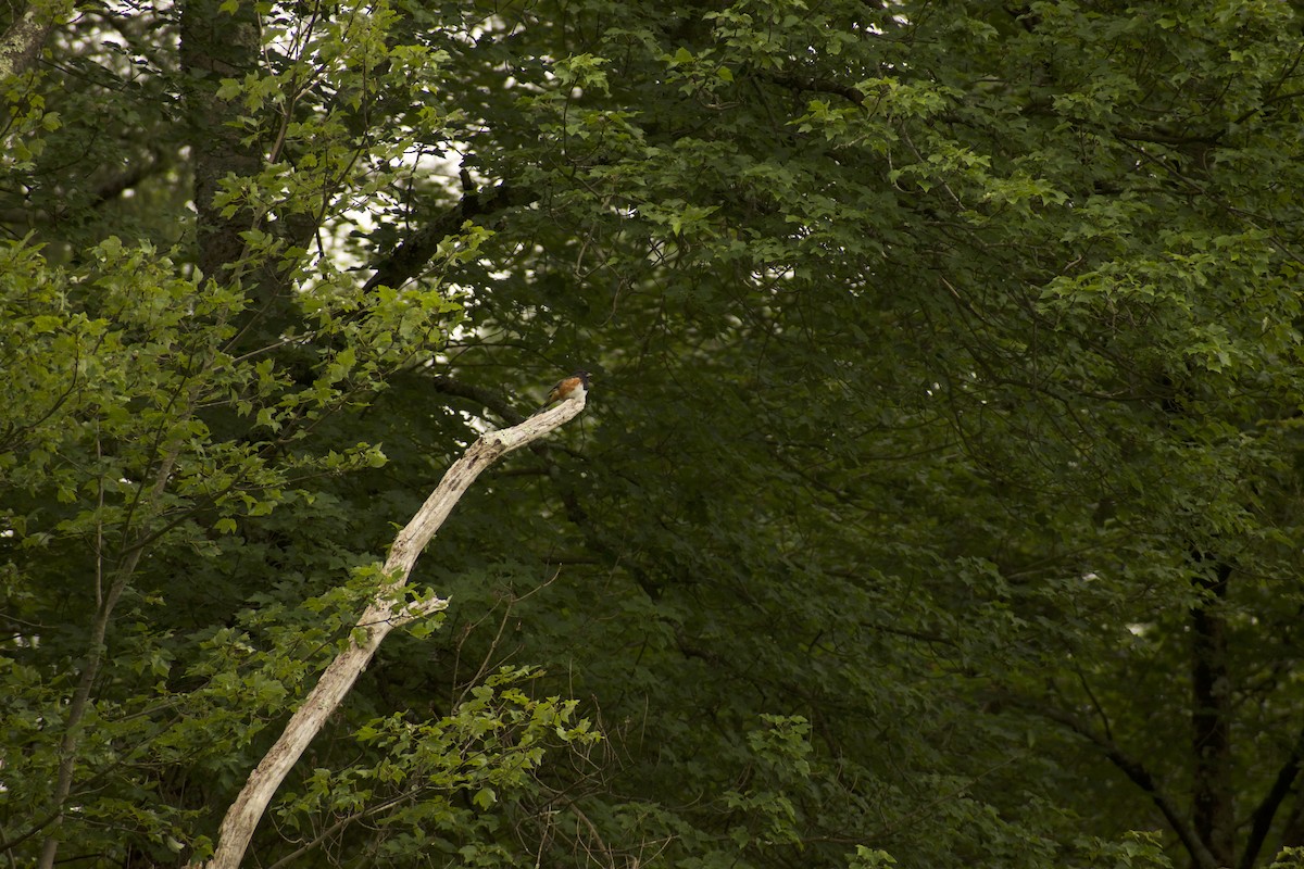Eastern Towhee - ML639216187