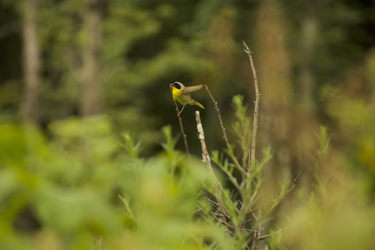 Common Yellowthroat - ML639216196