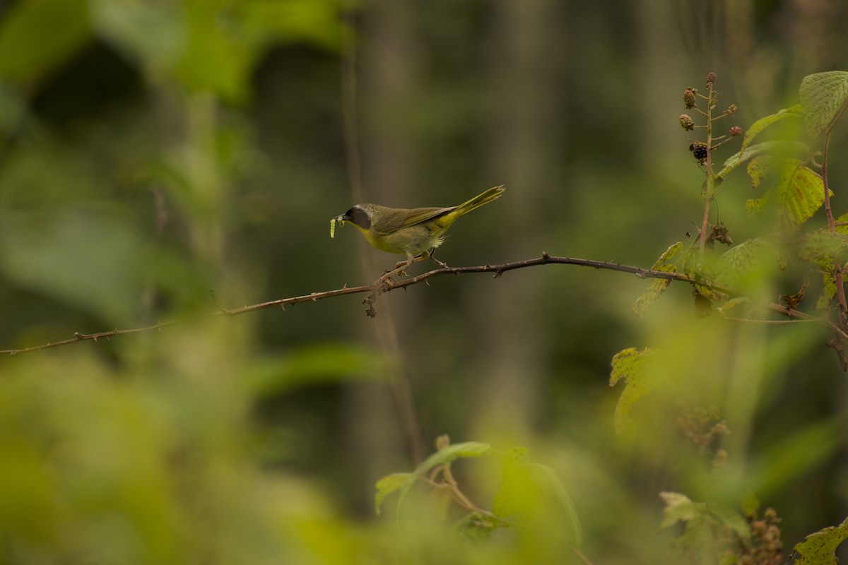 Common Yellowthroat - ML639216204