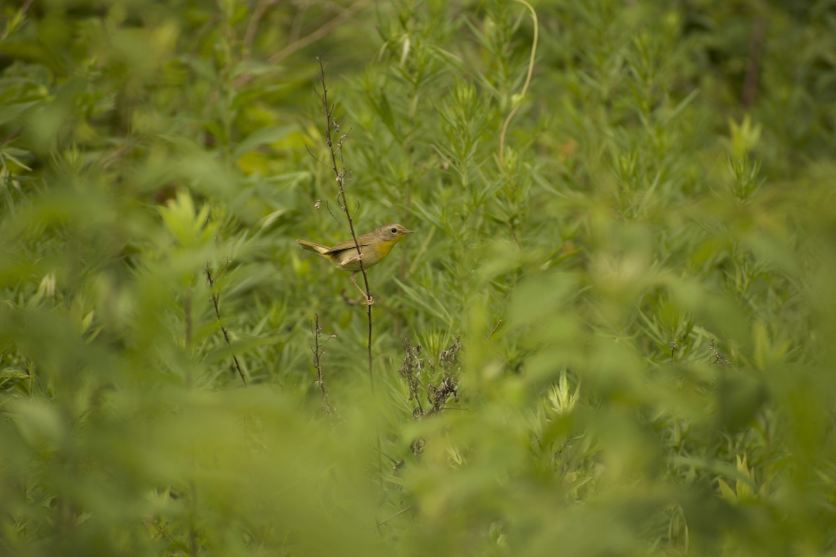 Common Yellowthroat - ML639216205