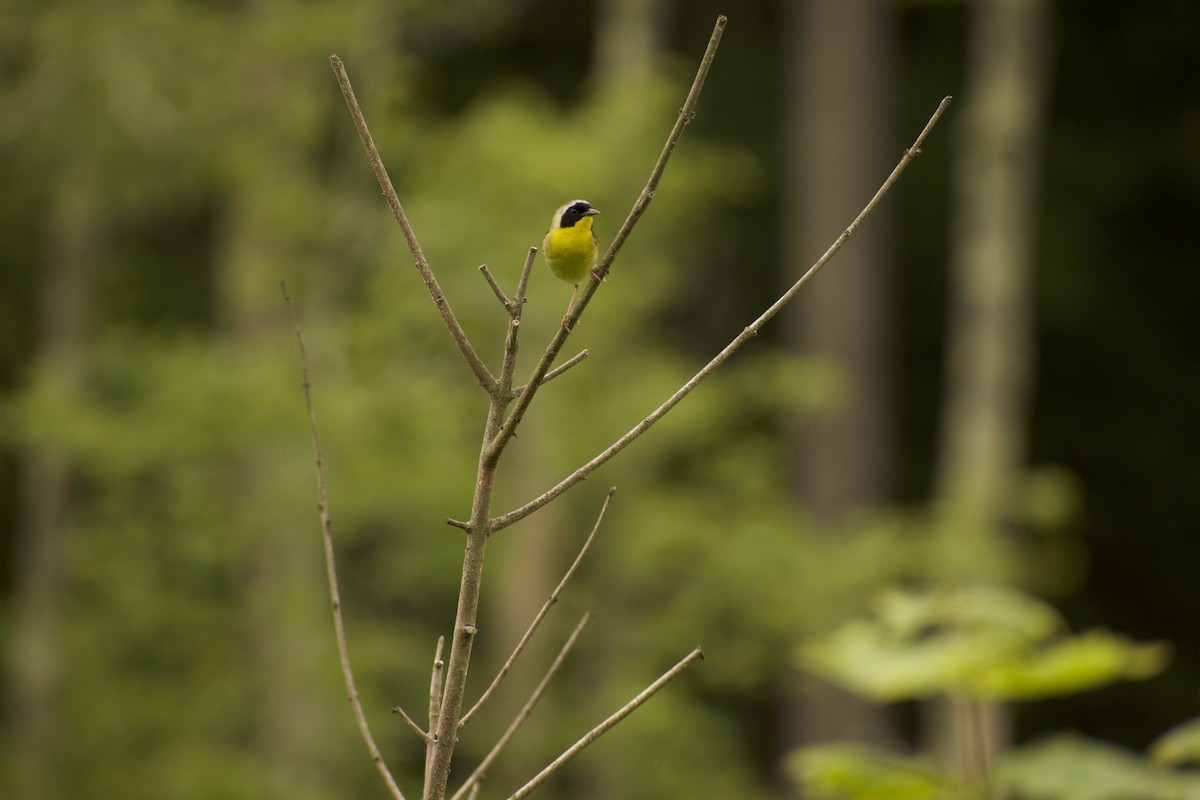 Common Yellowthroat - ML639216206