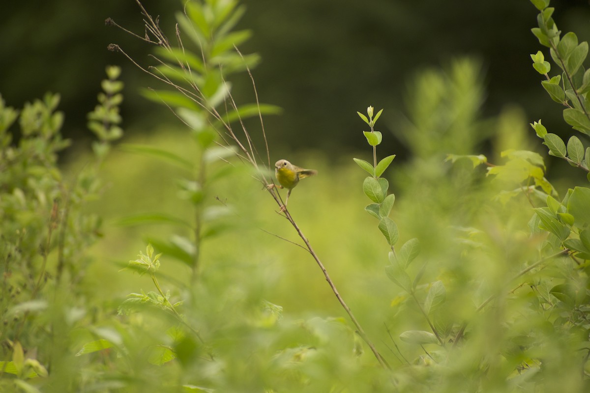 Common Yellowthroat - ML639216207