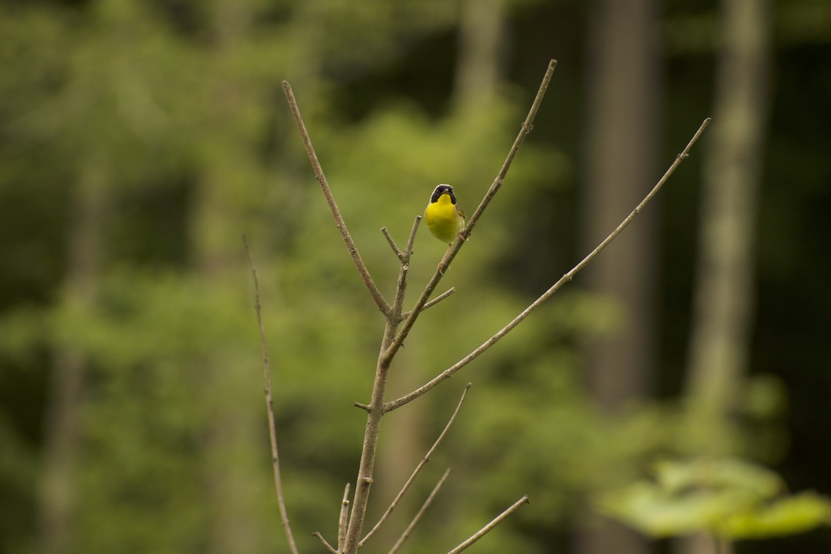 Common Yellowthroat - ML639216208