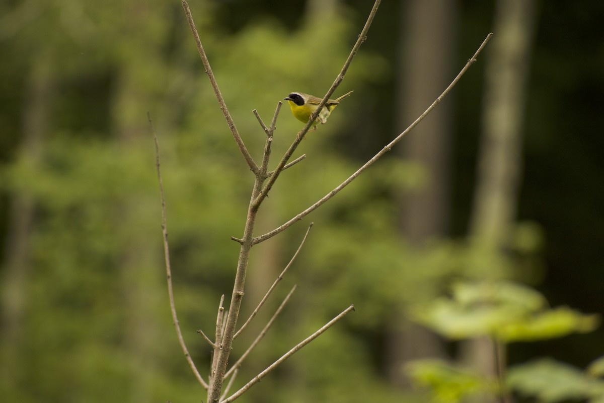 Common Yellowthroat - ML639216212