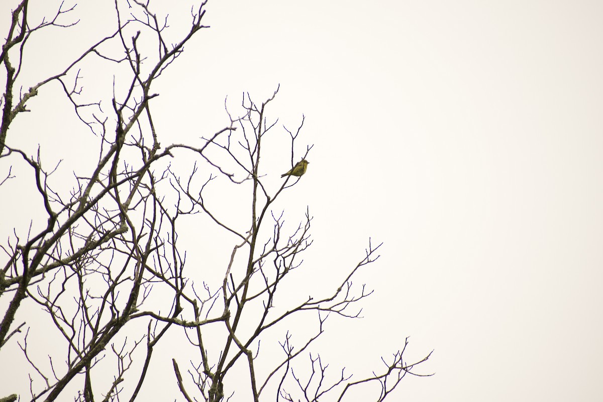 Pine Warbler - ML639216223