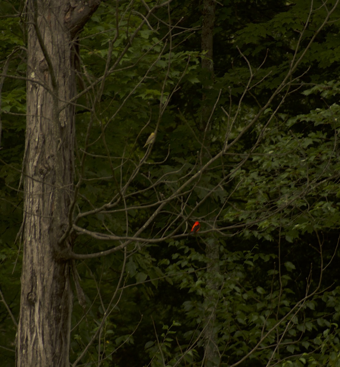 Scarlet Tanager - ML639216231
