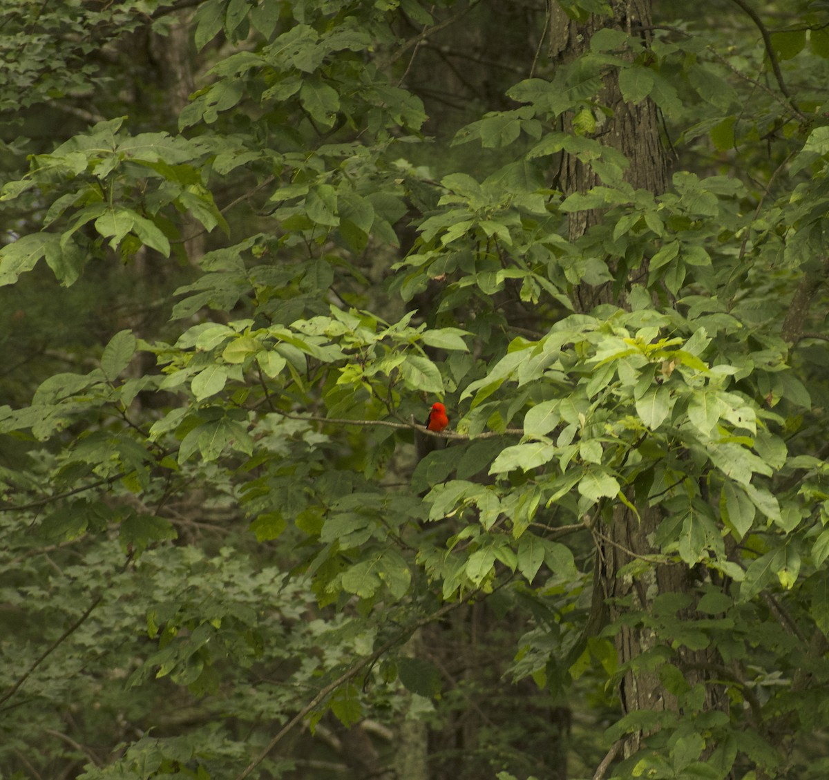 Scarlet Tanager - ML639216232