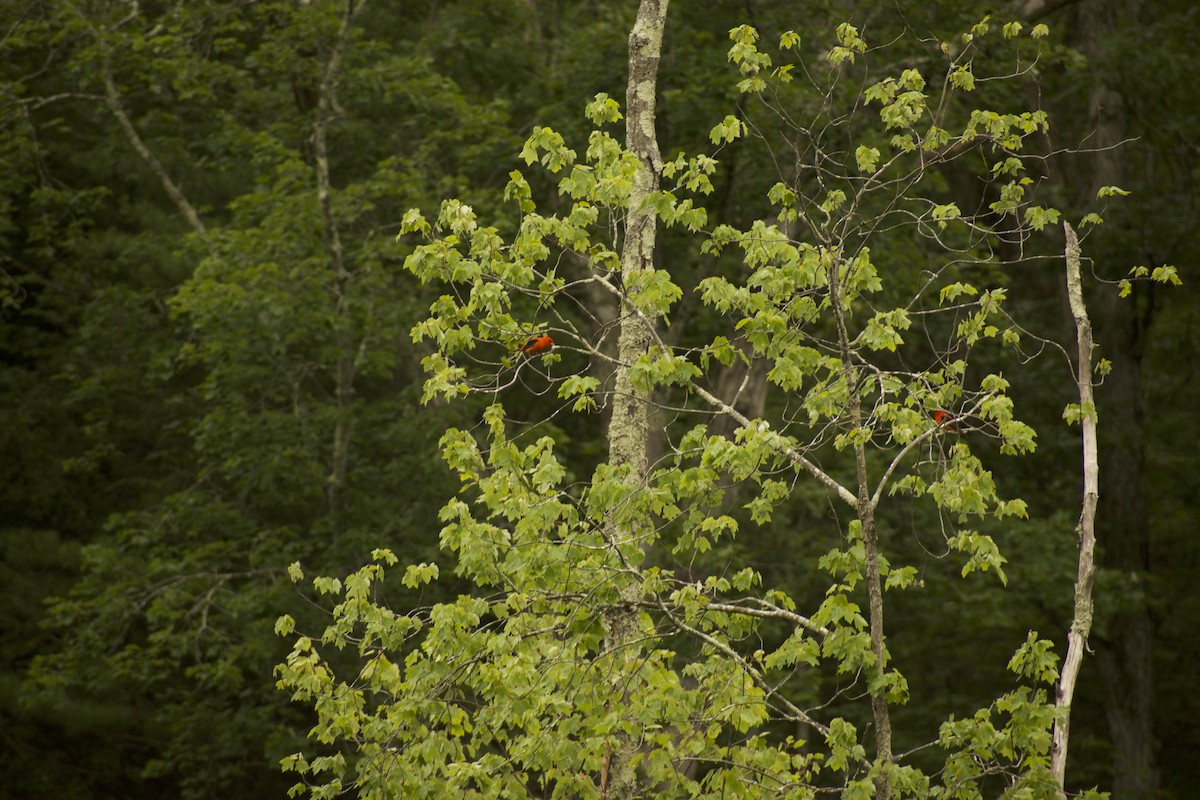 Scarlet Tanager - ML639216233
