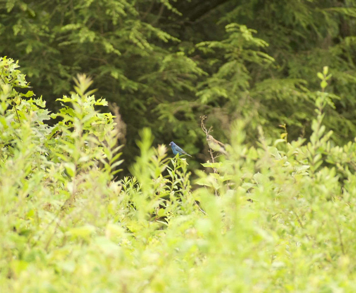 Indigo Bunting - ML639216241