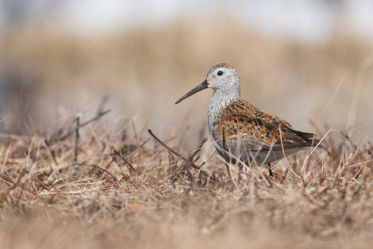 Dunlin - ML639216340