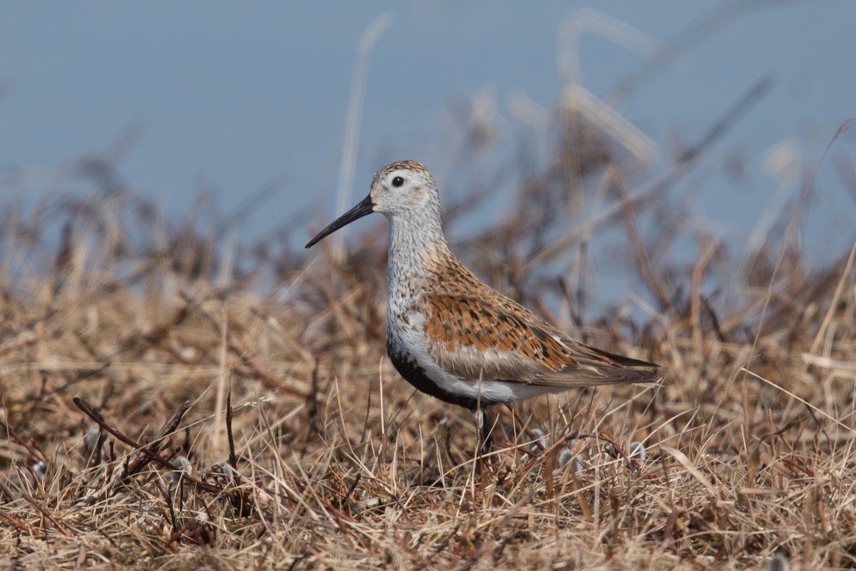 Dunlin - ML639216341