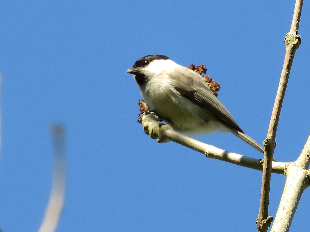 Kaskabeltz txikia - ML639216346