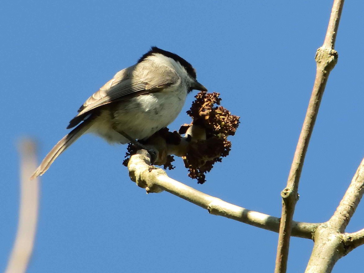 Kaskabeltz txikia - ML639216358