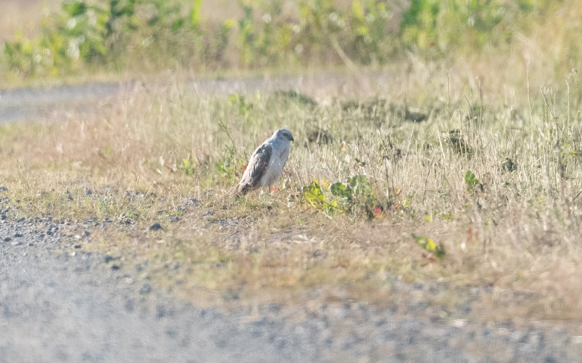 Pallid Harrier - ML639216374