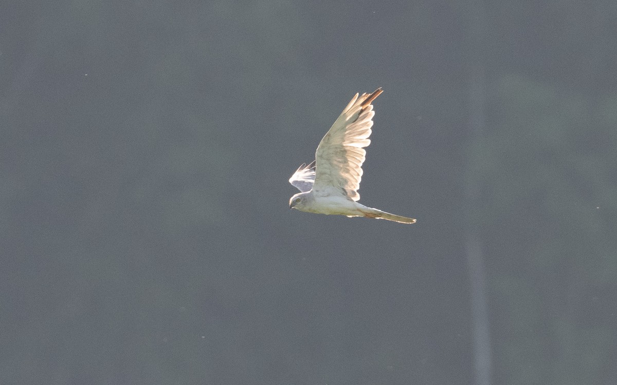 Pallid Harrier - ML639216375