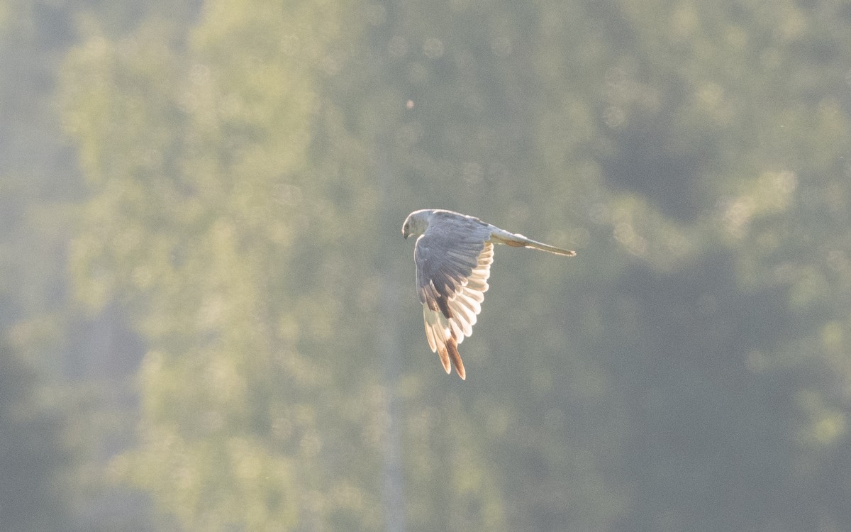 Pallid Harrier - ML639216376