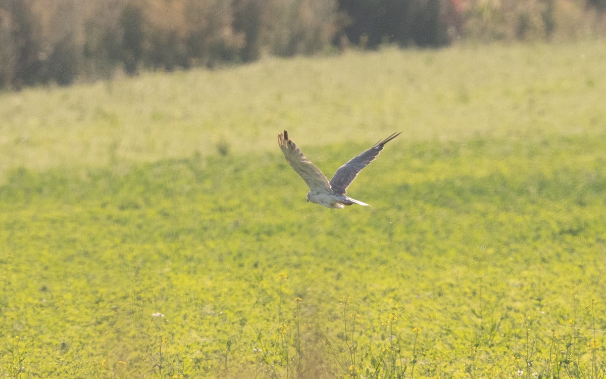 Pallid Harrier - ML639216377