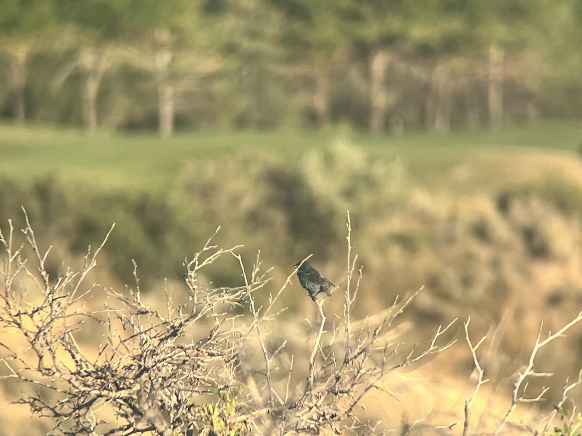 Indigo Bunting - ML639216410