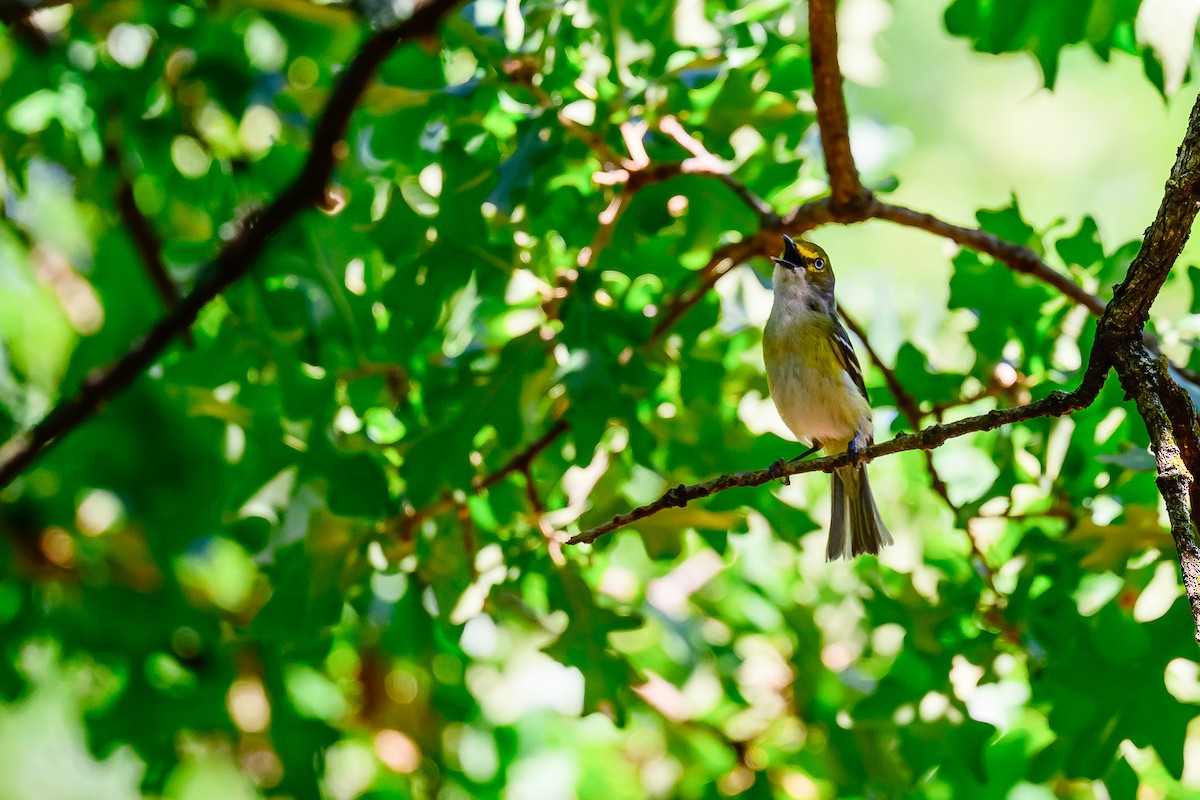 hvitøyevireo - ML639216433