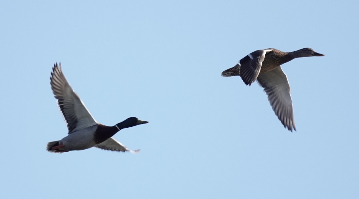 Mallard - ML639216478