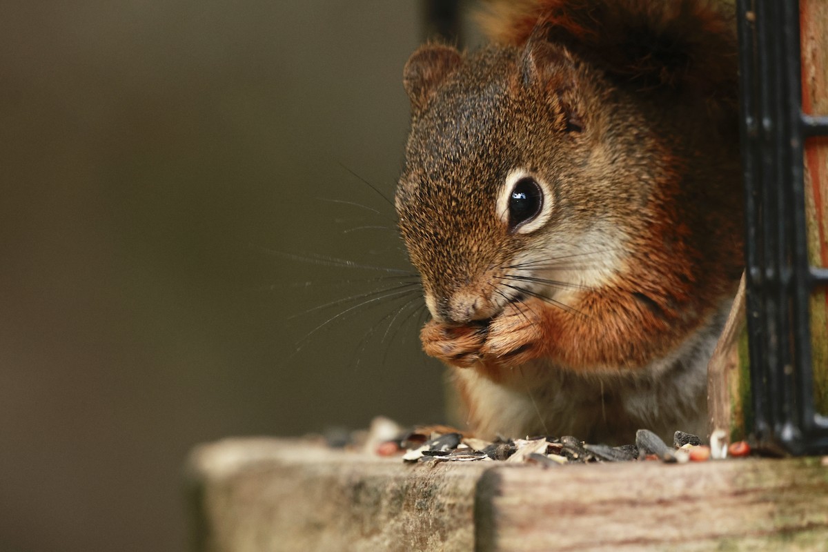 American Red Squirrel - ML639216542