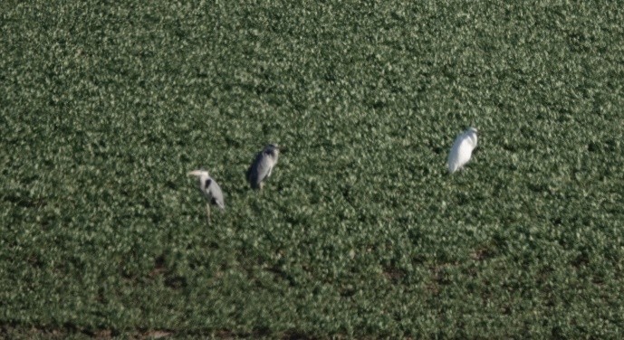 Gray Heron - ML639216574