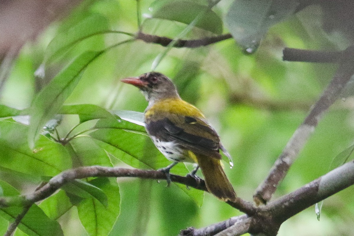 Ventriloquial Oriole - ML639216579