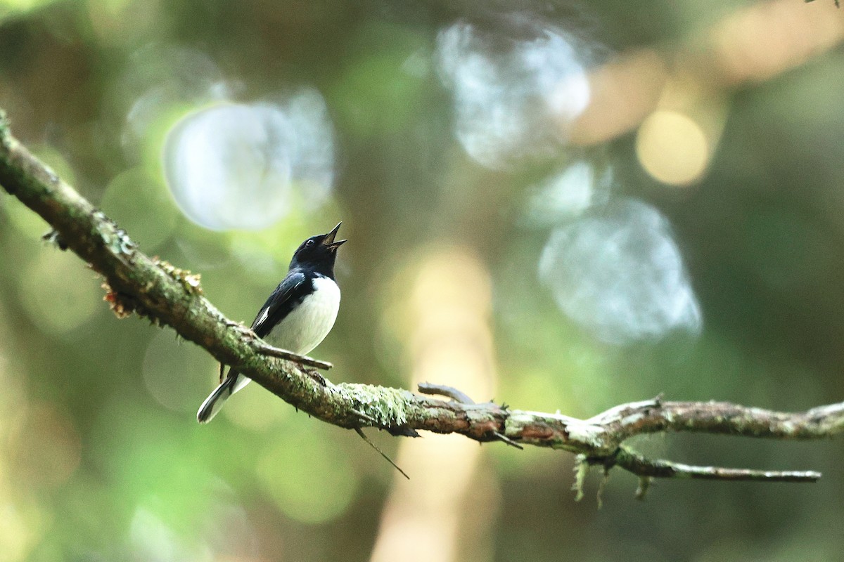 Black-throated Blue Warbler - ML639216713