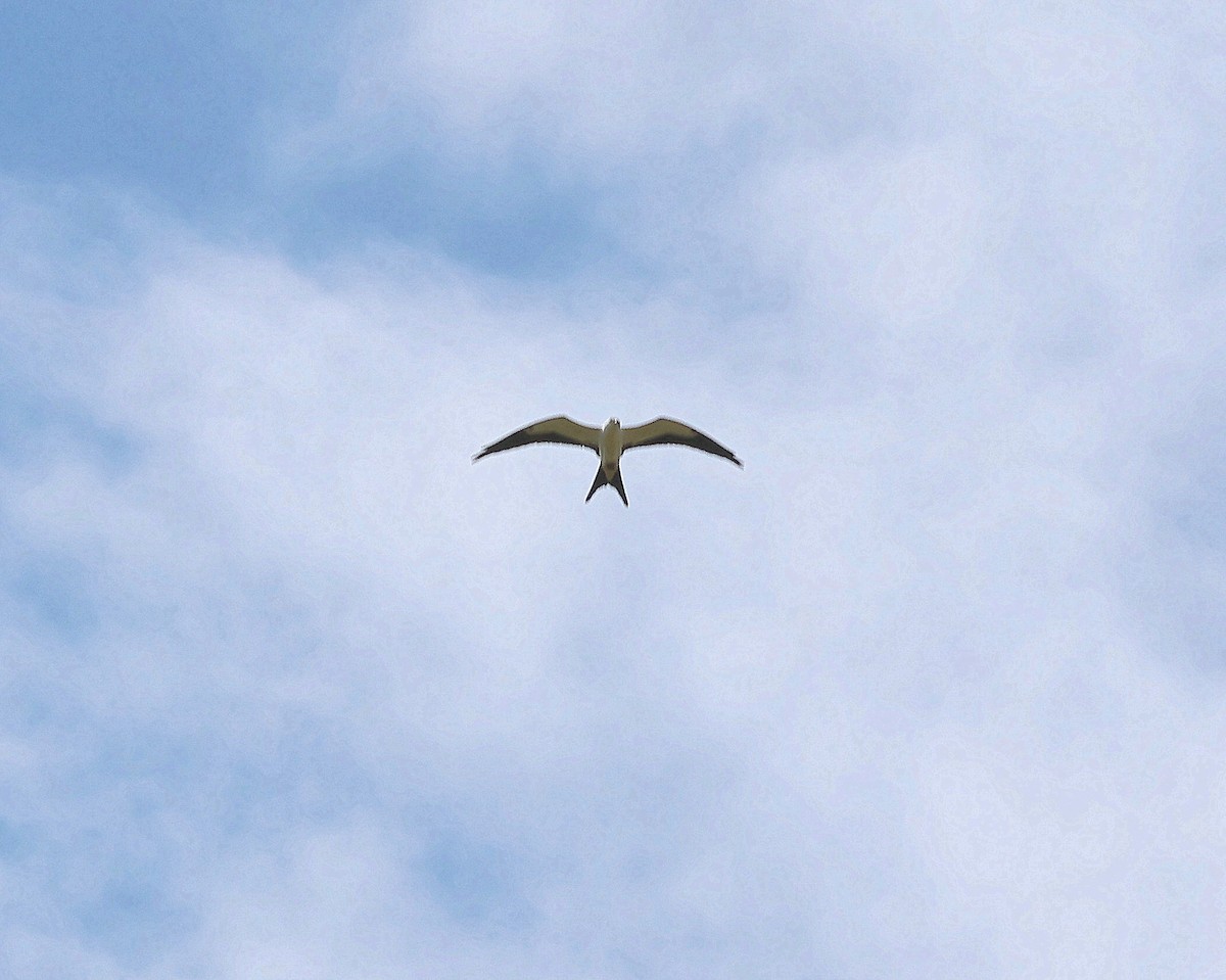 Swallow-tailed Kite - ML639216725