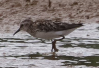 Semipalmated Sandpiper - ML639216752
