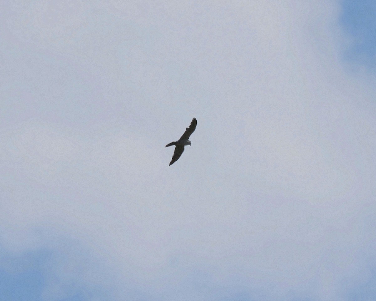 Mississippi Kite - ML639216754