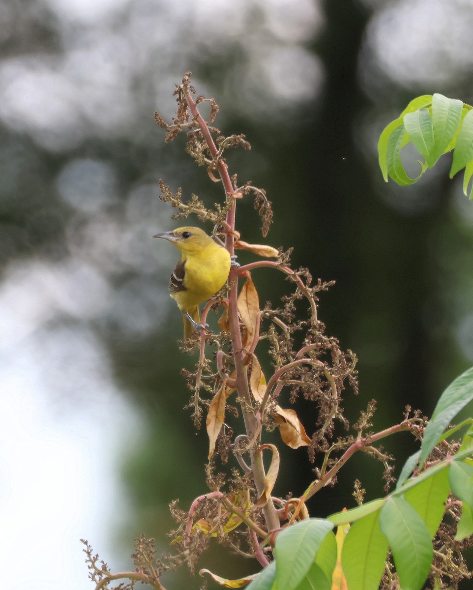 Orchard Oriole - ML639216769
