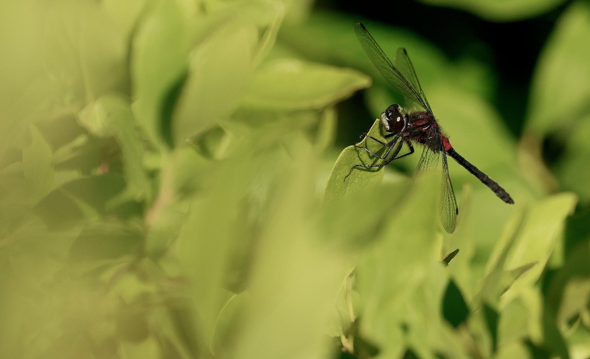 Dragonflies and Damselflies - ML639216774