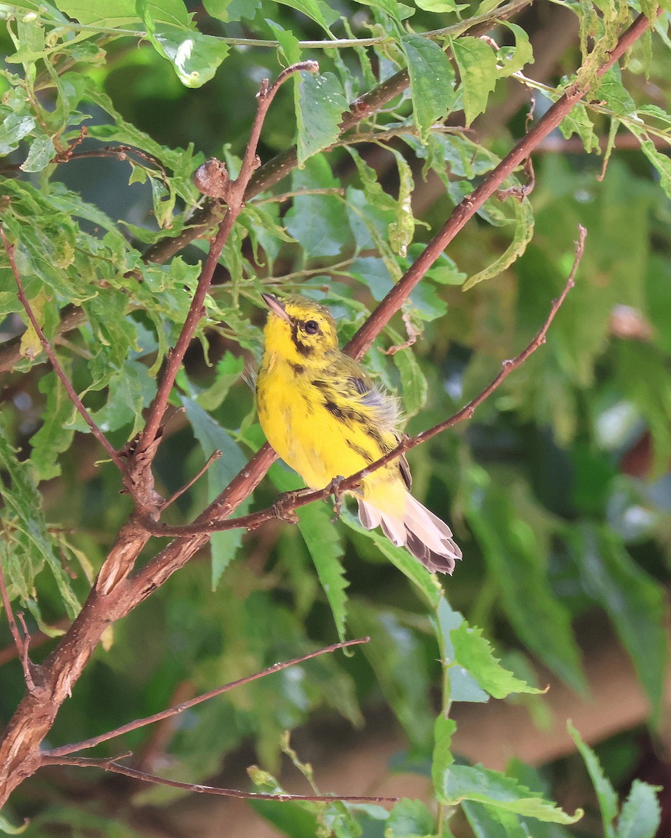 Prairie Warbler - ML639216804