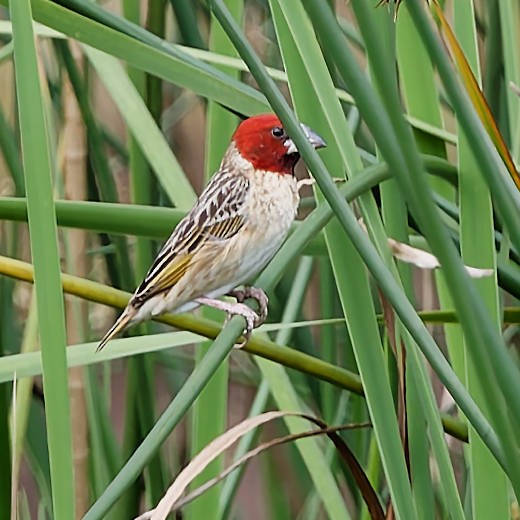 Red-headed Quelea - ML639216924