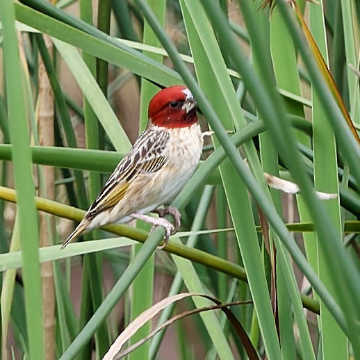 Red-headed Quelea - ML639216925