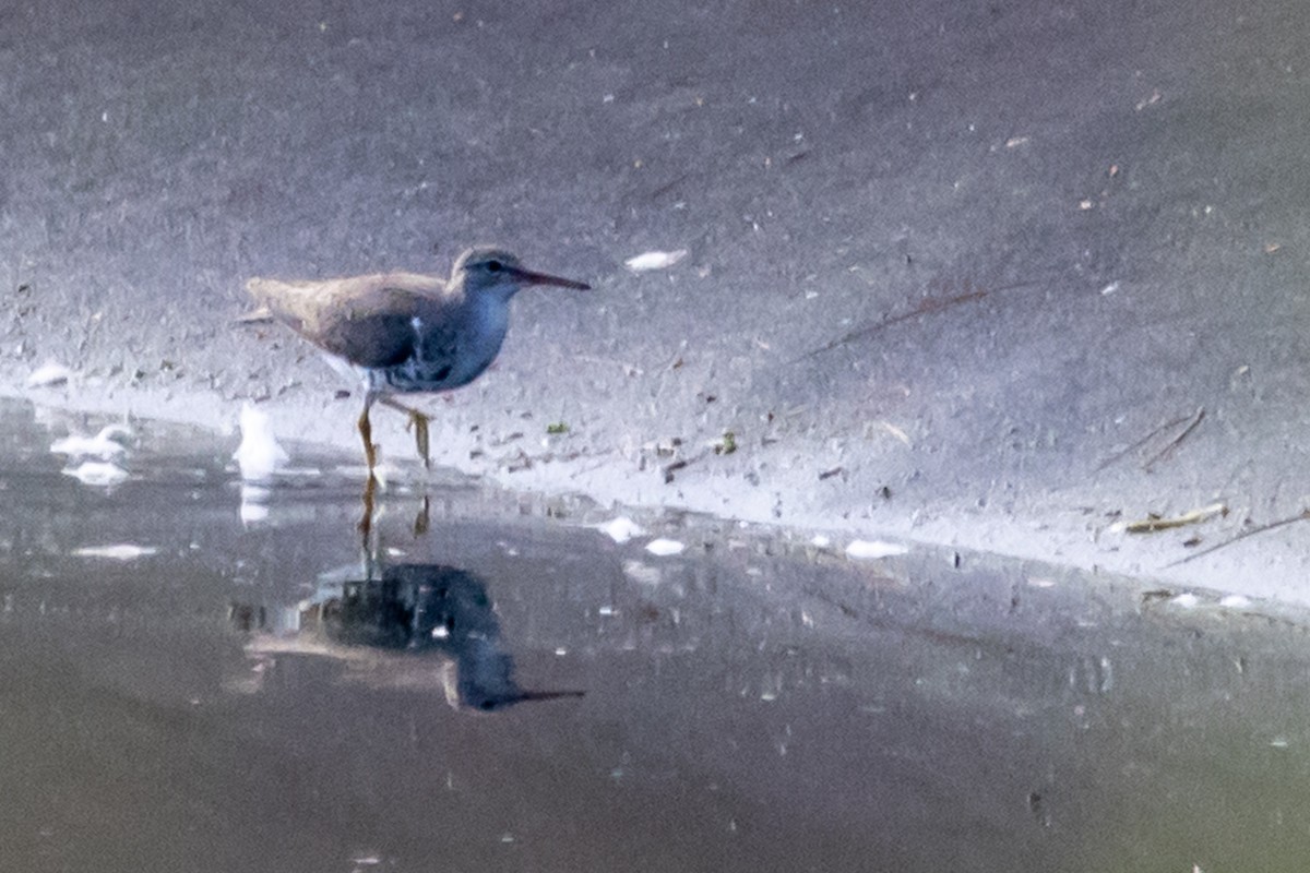 Spotted Sandpiper - ML639216961