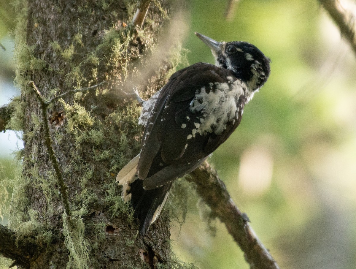 American Three-toed Woodpecker - ML639216967