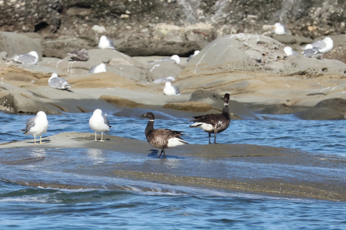 Brant - ML639216982