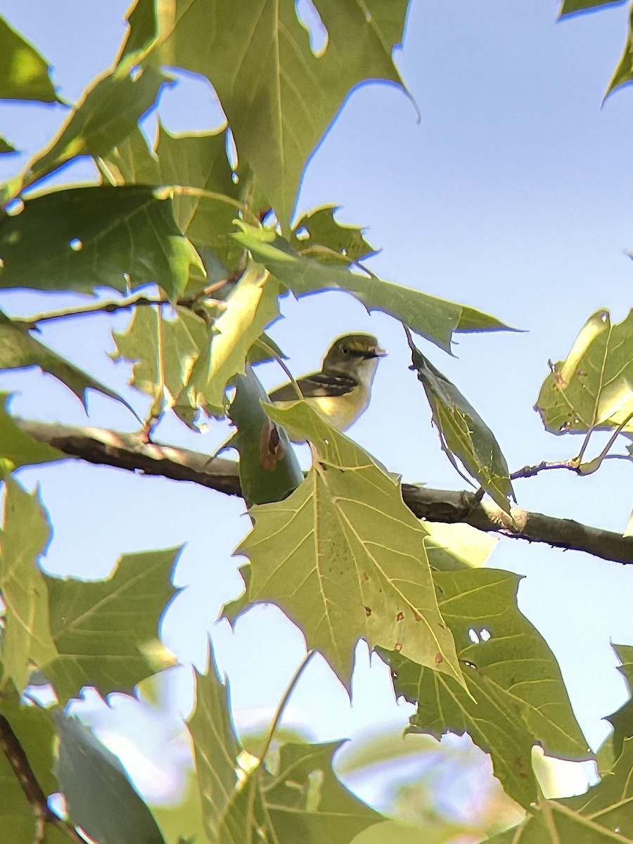 Віреон білоокий - ML639216994