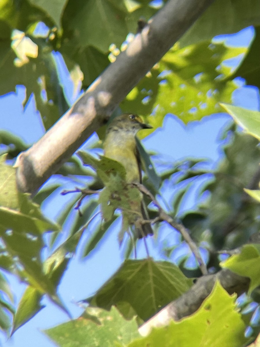 Віреон білоокий - ML639216995