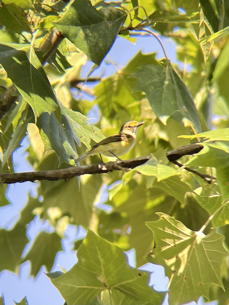Віреон білоокий - ML639216996
