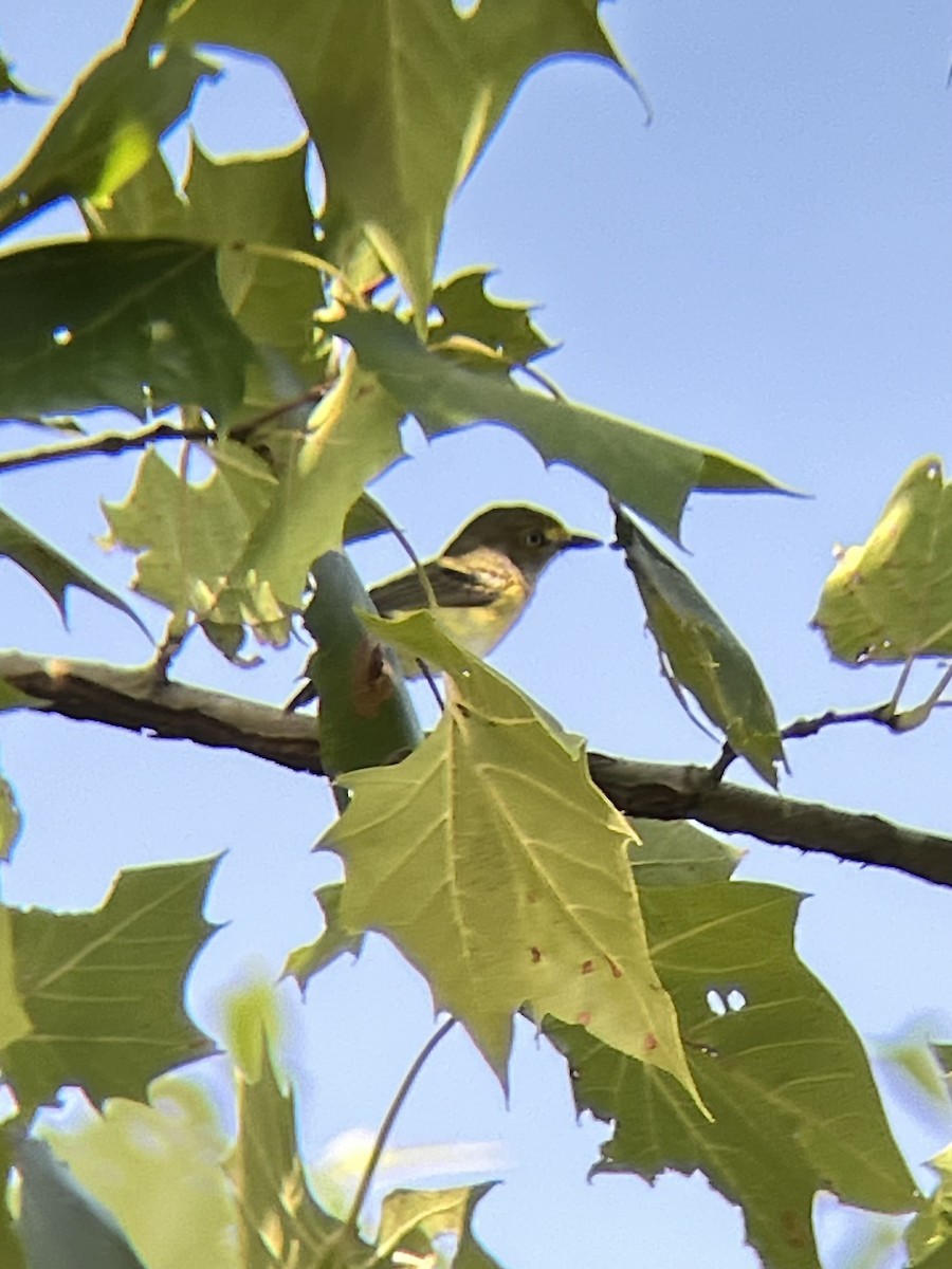 Віреон білоокий - ML639216997