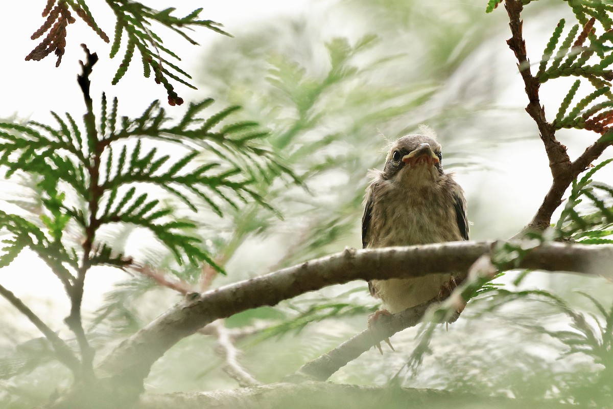 Blackburnian Warbler - ML639217046