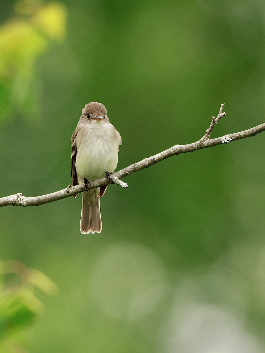 Alder Flycatcher - ML639217200